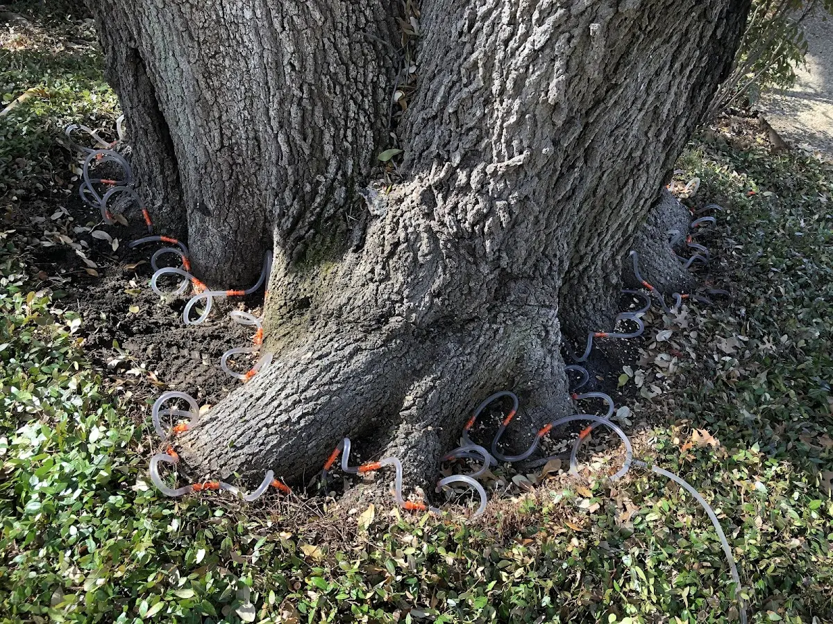 Detailed Tree Cabling and Bracing job site in Lastrup