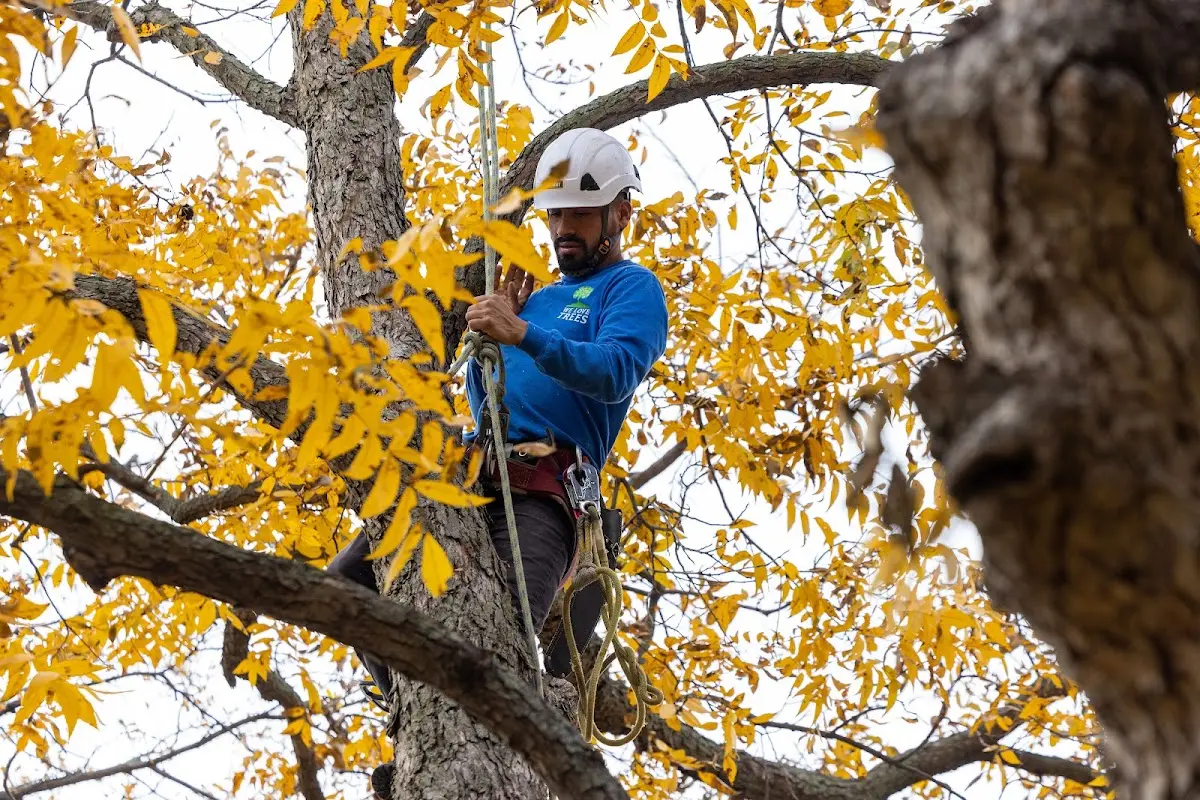 Skilled Tree Trimming crew working in Lastrup